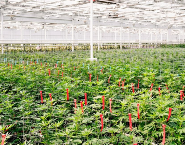 Aphria Acquires Broken Coast Cannabis