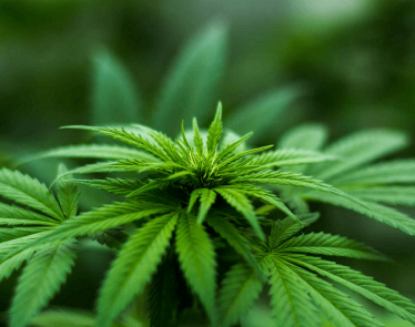 Cannabis Stock News