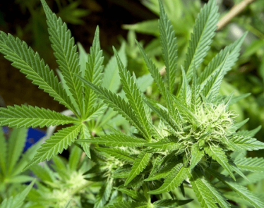 Canada cannabis legalization