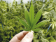 cannabis legalization grows stocks
