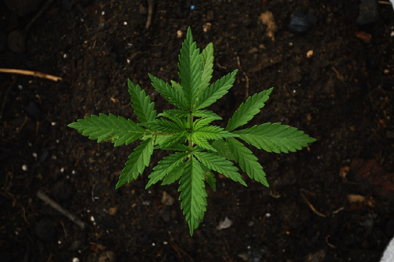 Medical Marijuana as an Opioid Alternative