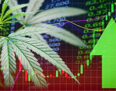 best cannabis stocks 2019