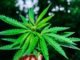 Cannabis Updates