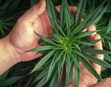 Connecticut Approves Bill to Punish Gifting Marijuana at Cannabis Bazaars