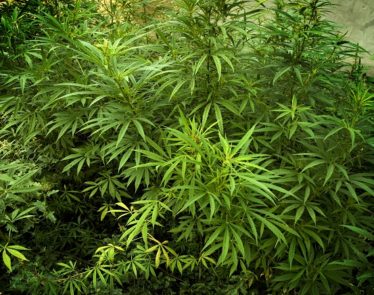 Tilray Stocks Rises As Cannabis Legalization Bill Reaches The Senate