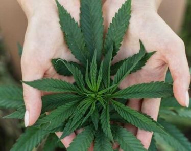 Wisconsin Pardons, Delta-8 Hemp, Legalization Initiatives in Kentucky and Florida, and Other Cannabis News